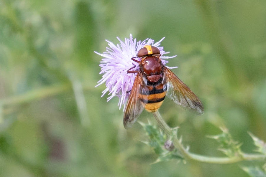 Volucella zonaria
