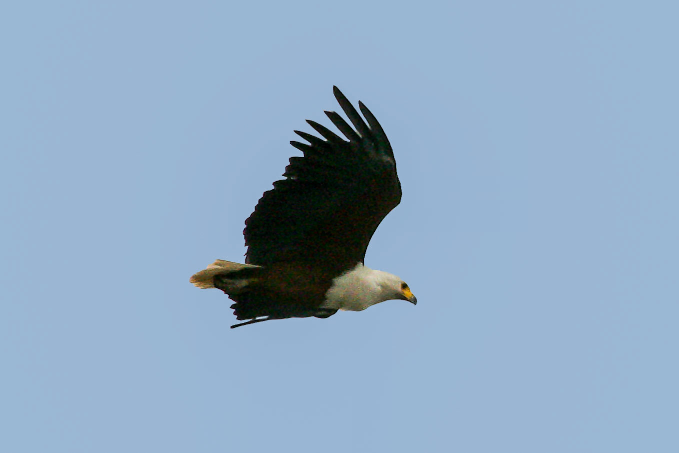 Haliaeetus vocifer