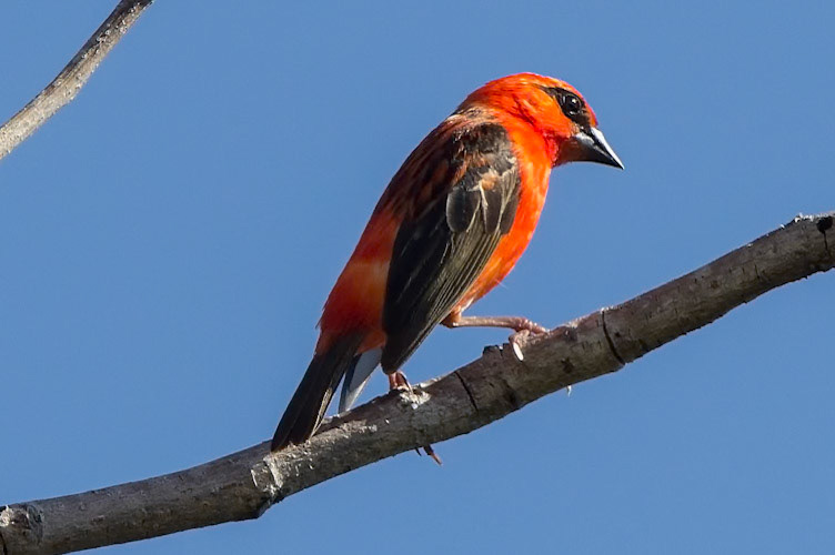 Foudia madagascariensis