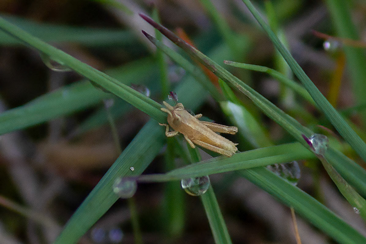 Gomphocerinae indet.