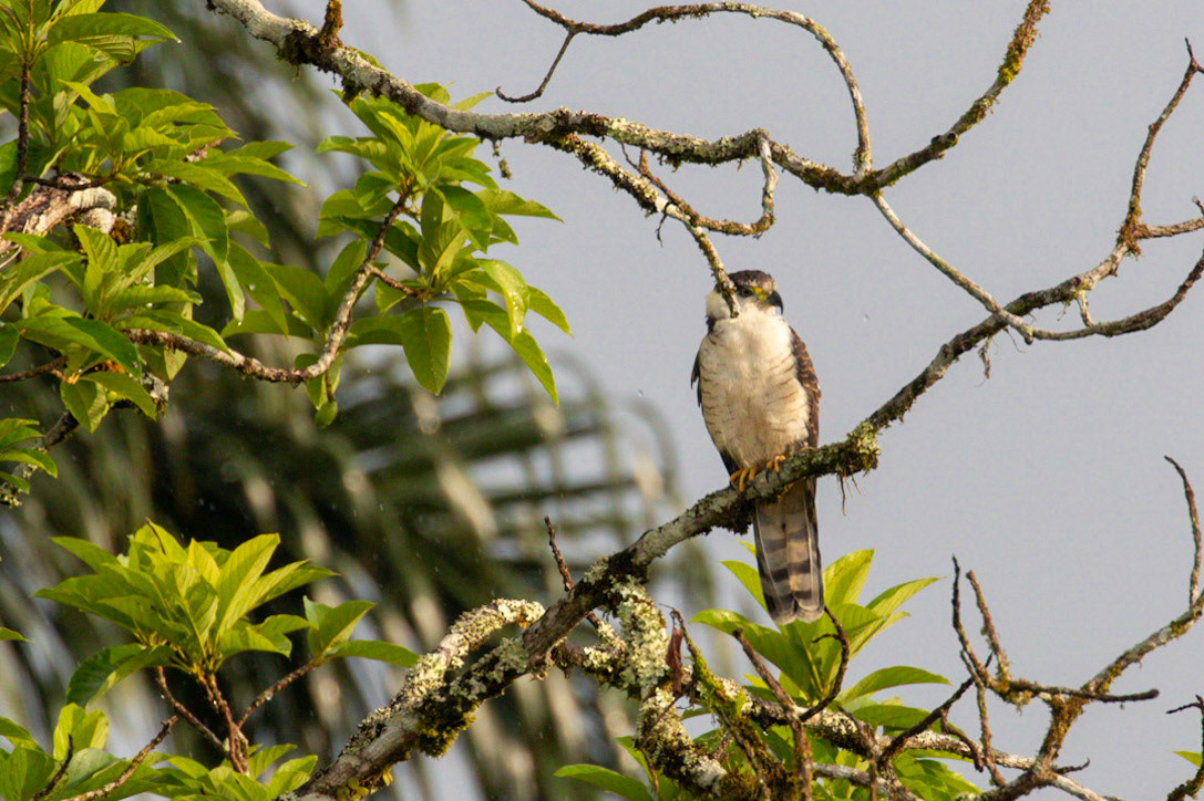 Chondrohierax uncinatus (F)