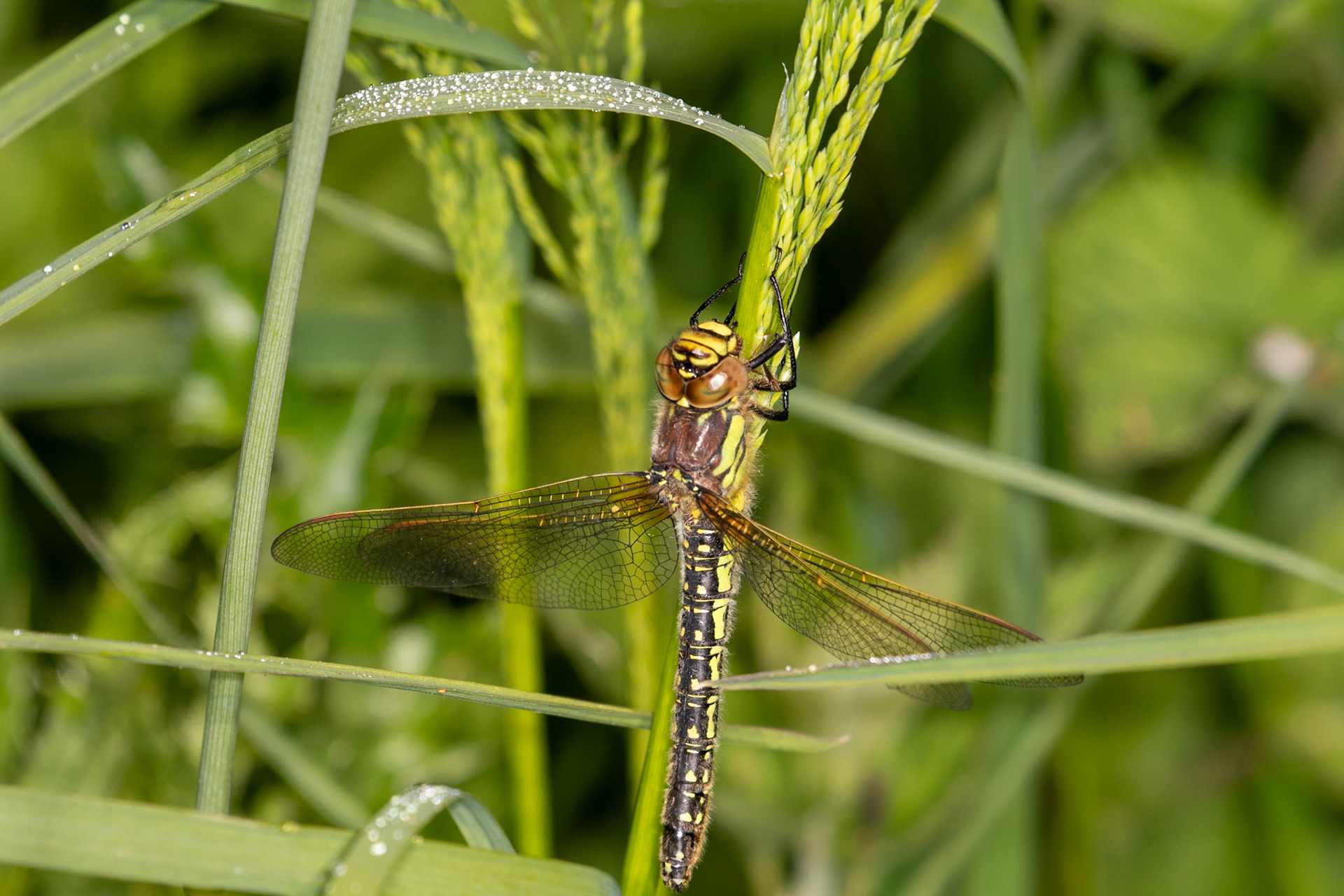 Brachytron pratense