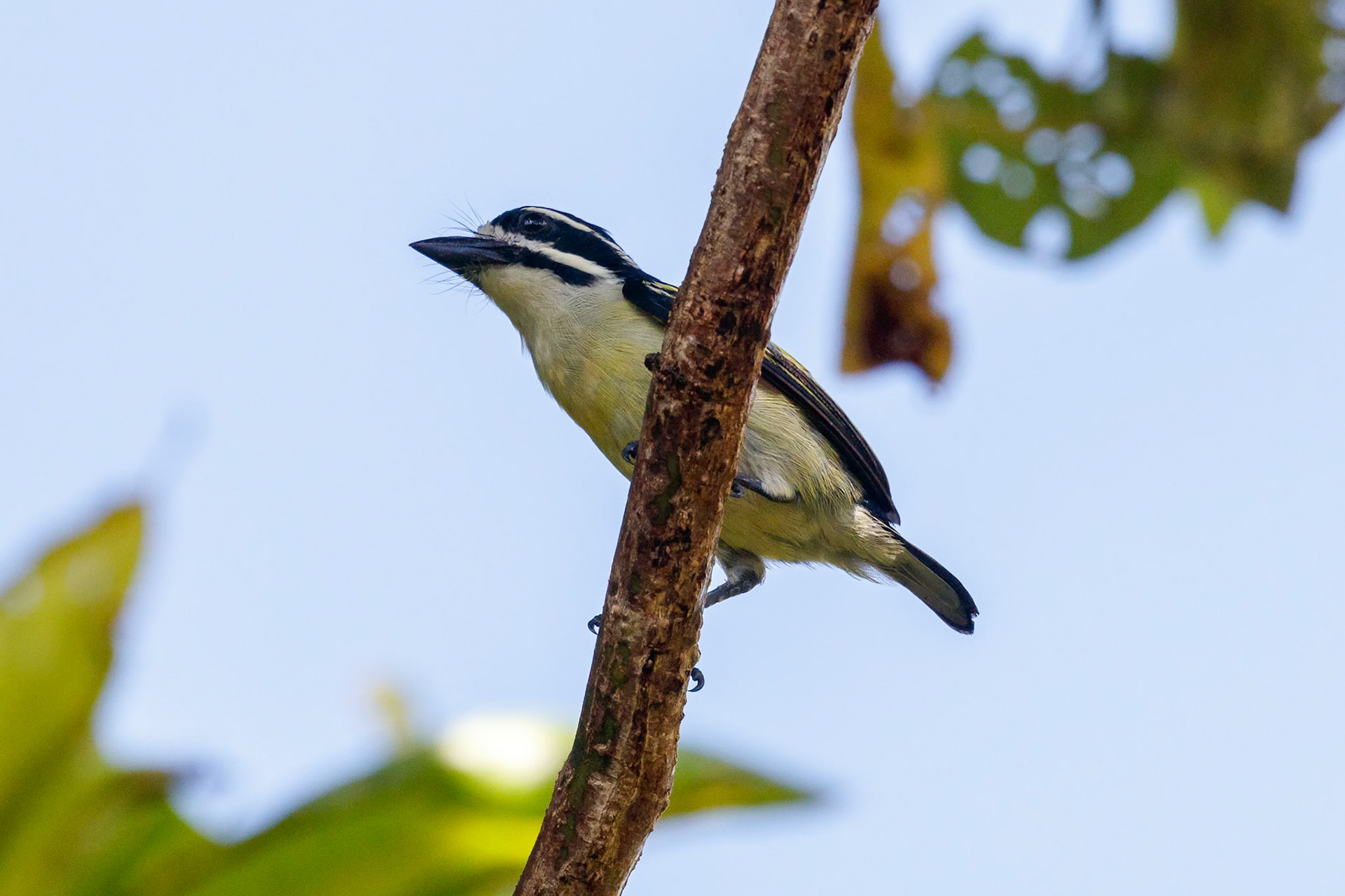 Pogoniulus bilineatus