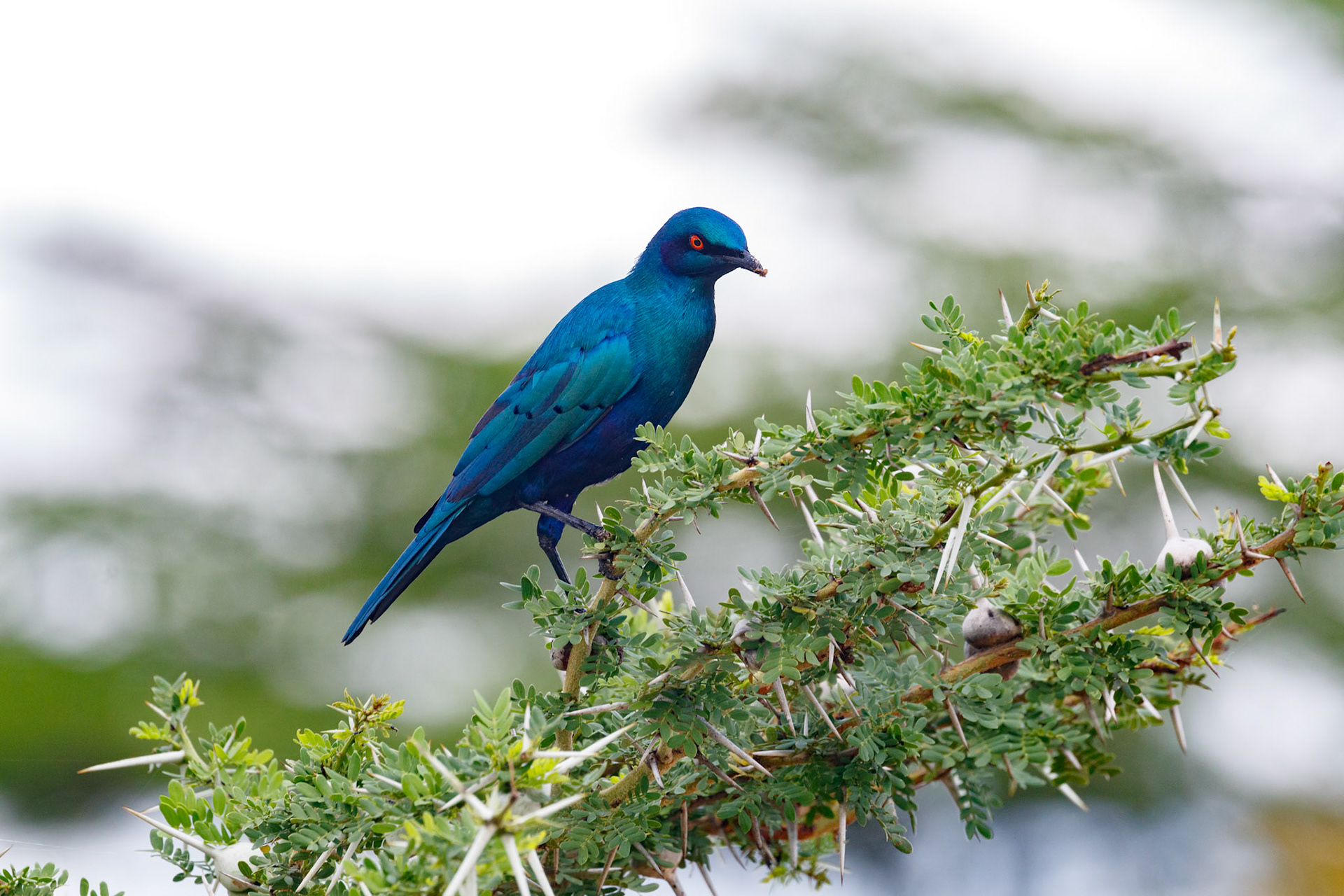 Lamprotornis chalybaeus sycobius