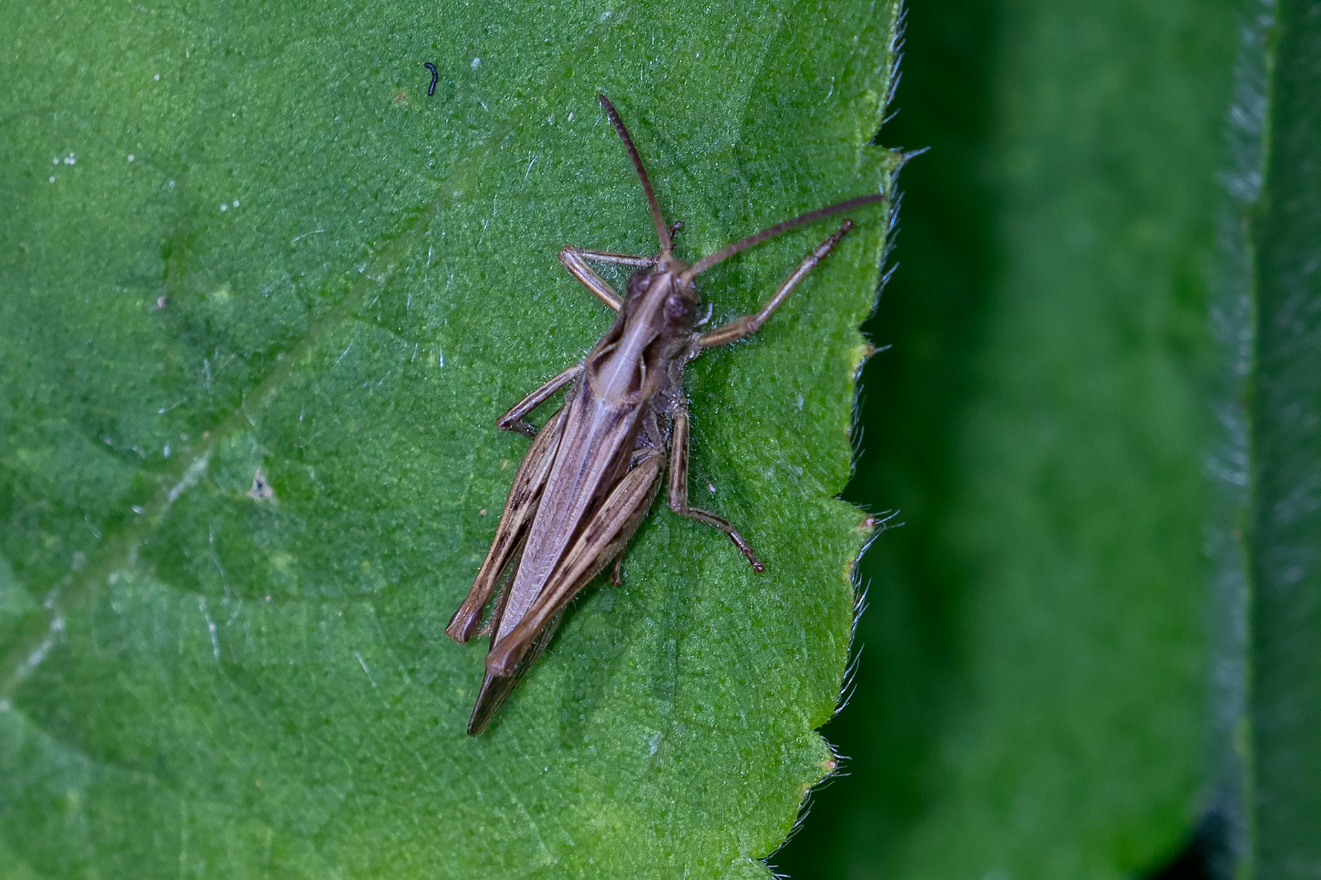 Chorthippus biguttulus-group