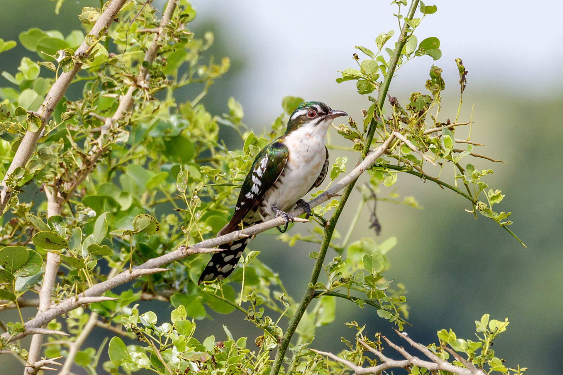 Chrysococcyx caprius