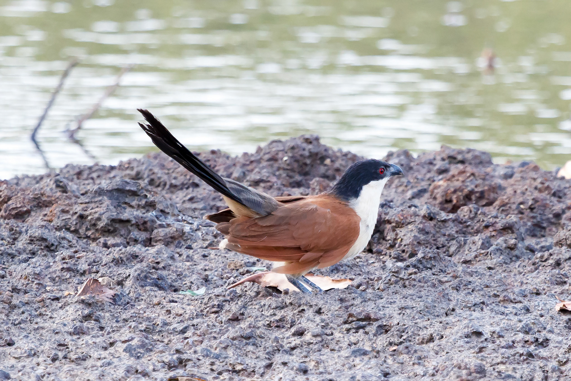 Centropus senegalensis