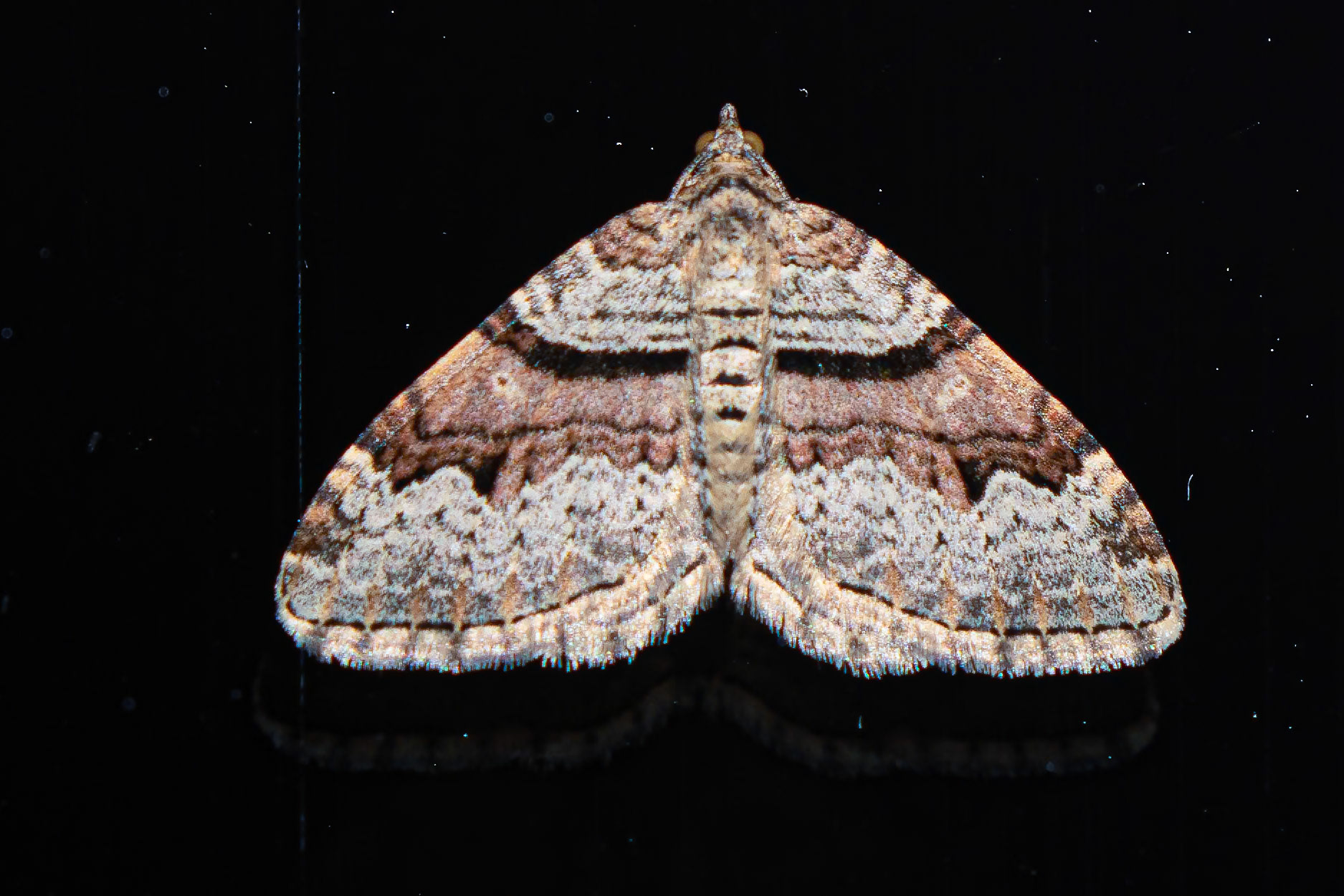 Xanthorhoe designata