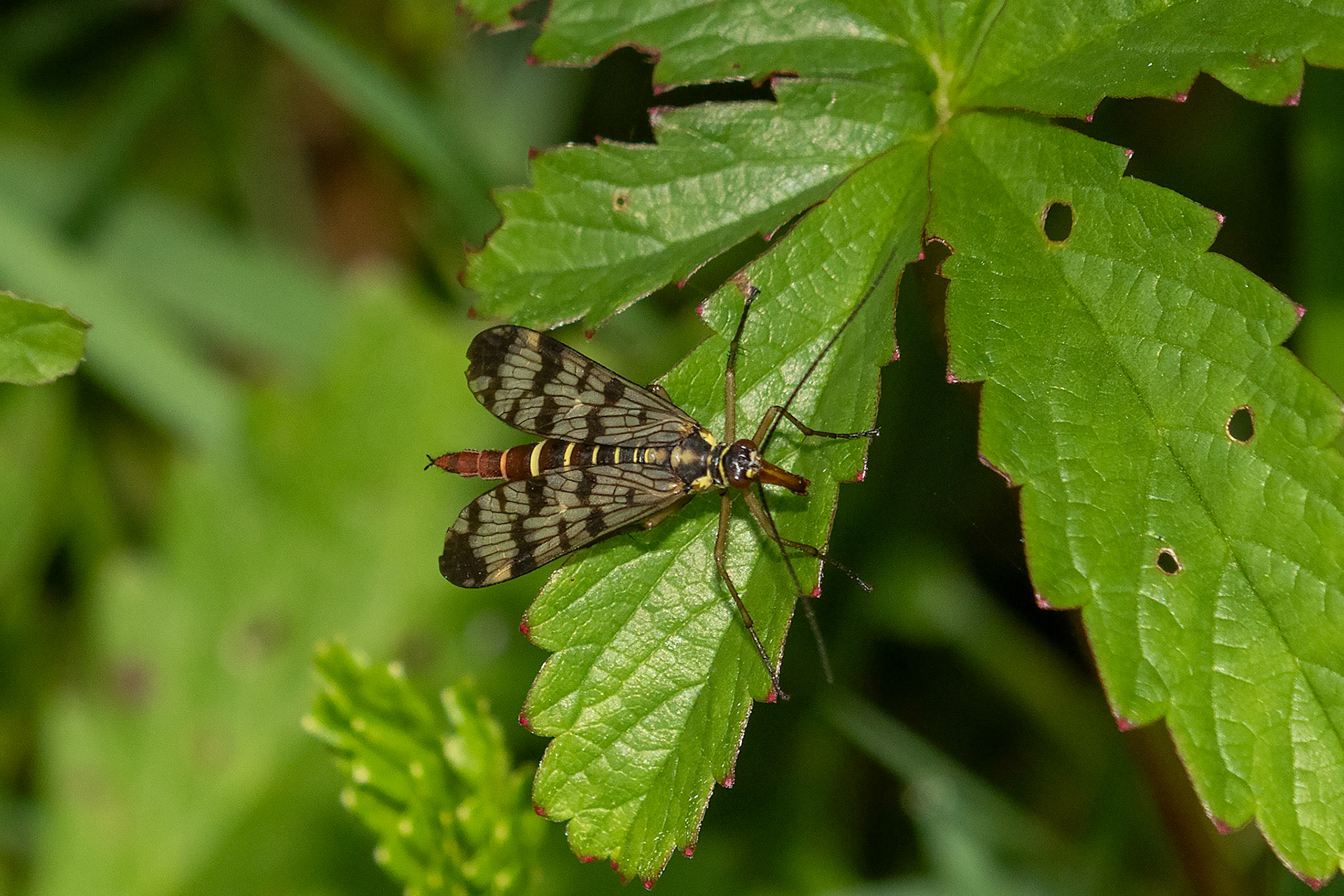 Panorpa vulgaris (F)