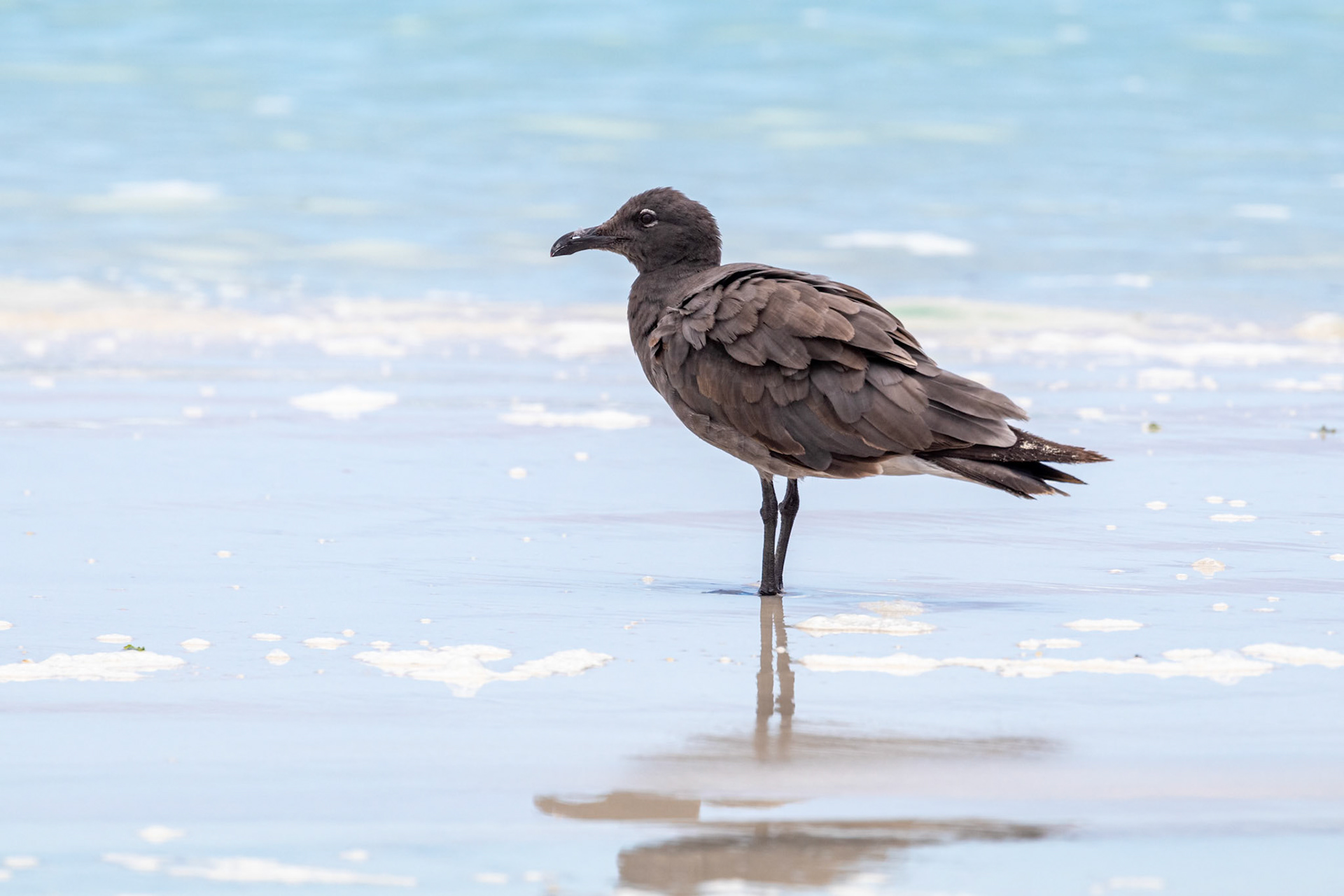 Leucophaeus fuliginosus