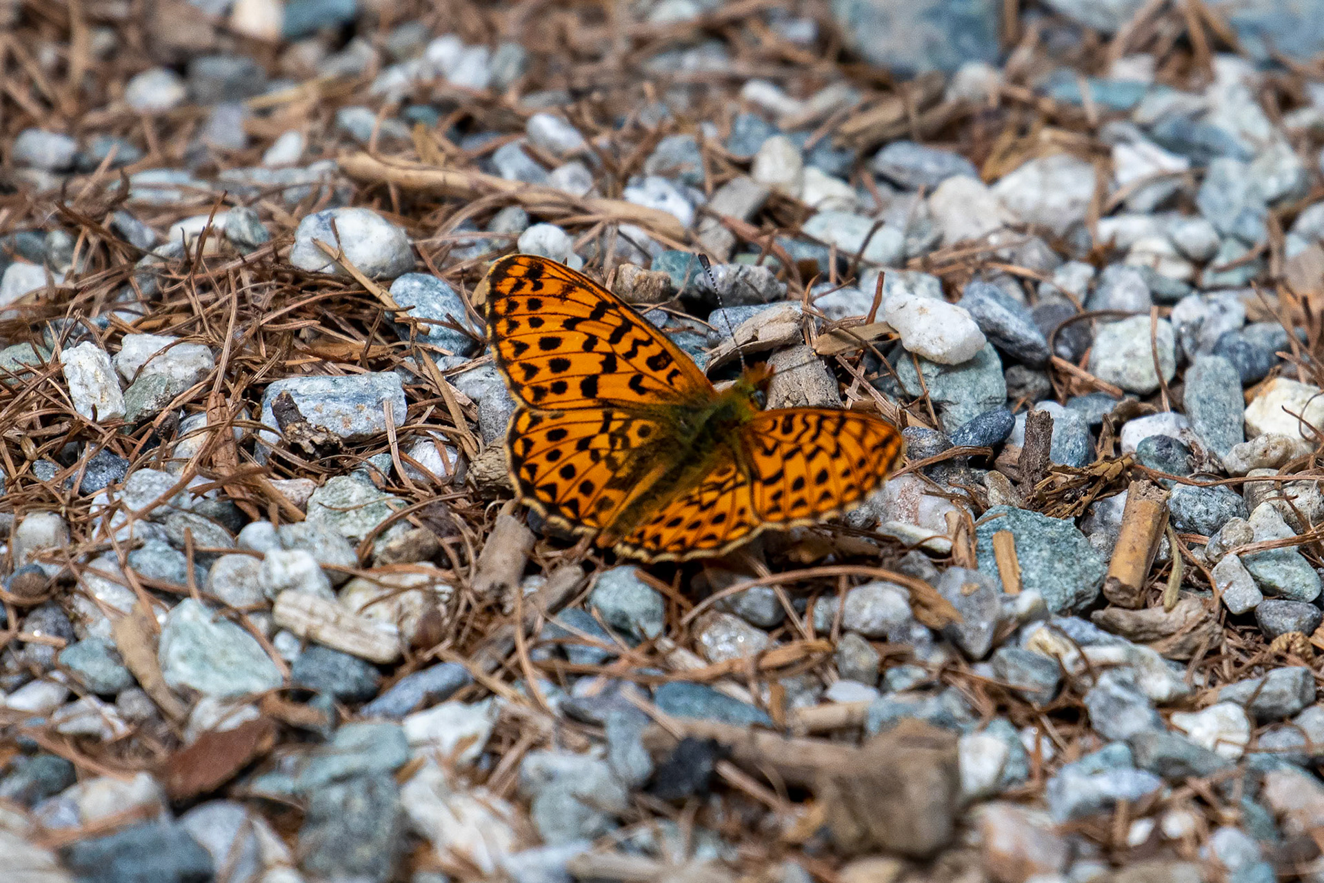 Boloria euphrosyne
