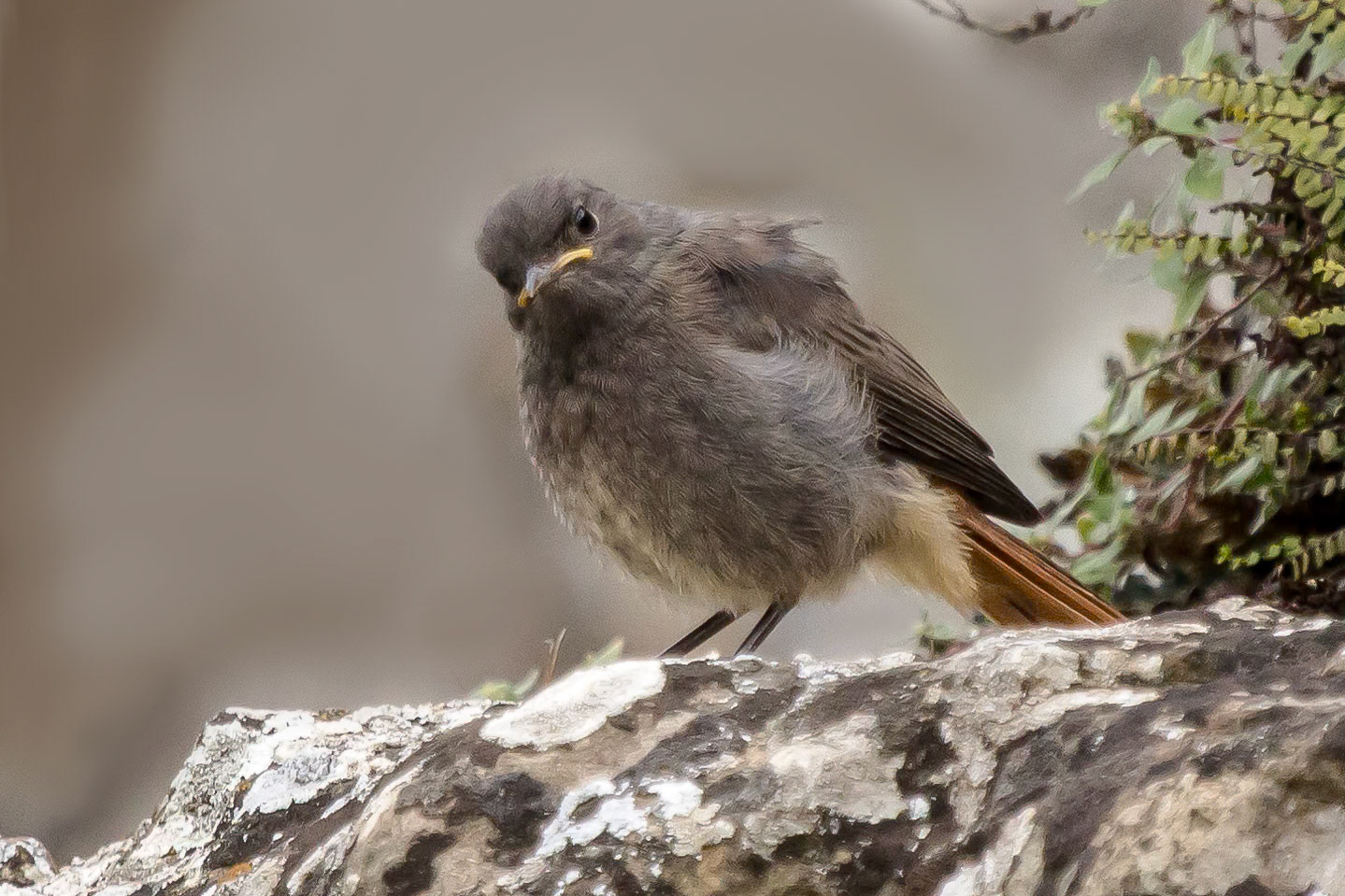 Phoenicurus ochruros
