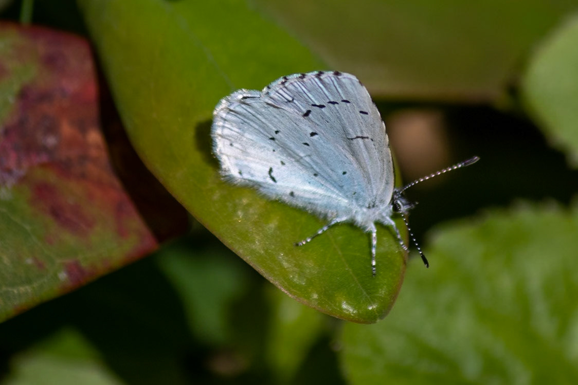 Celastrina argiolus