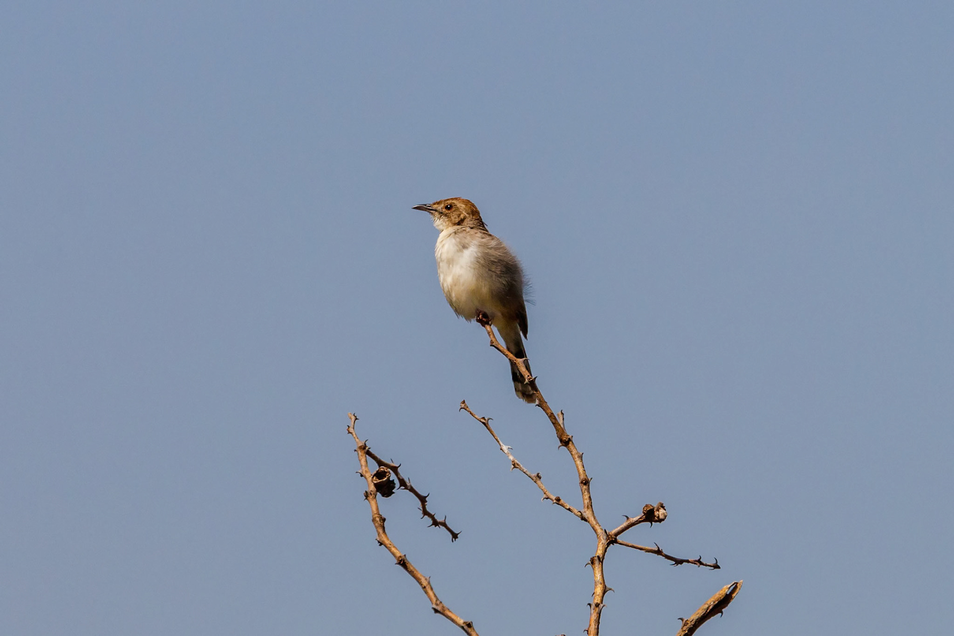 Cisticola angusticauda