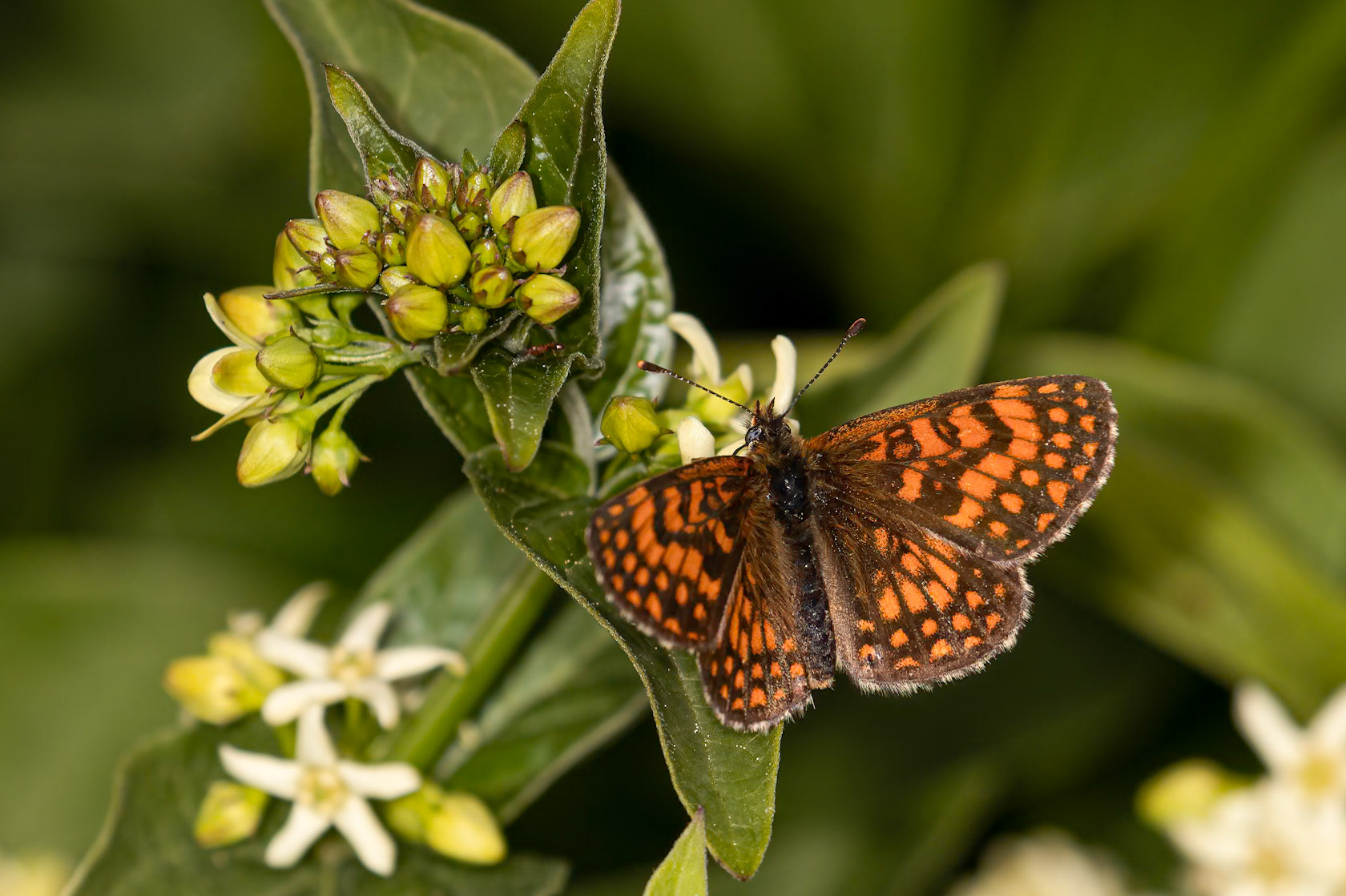 Melitaea celadussa