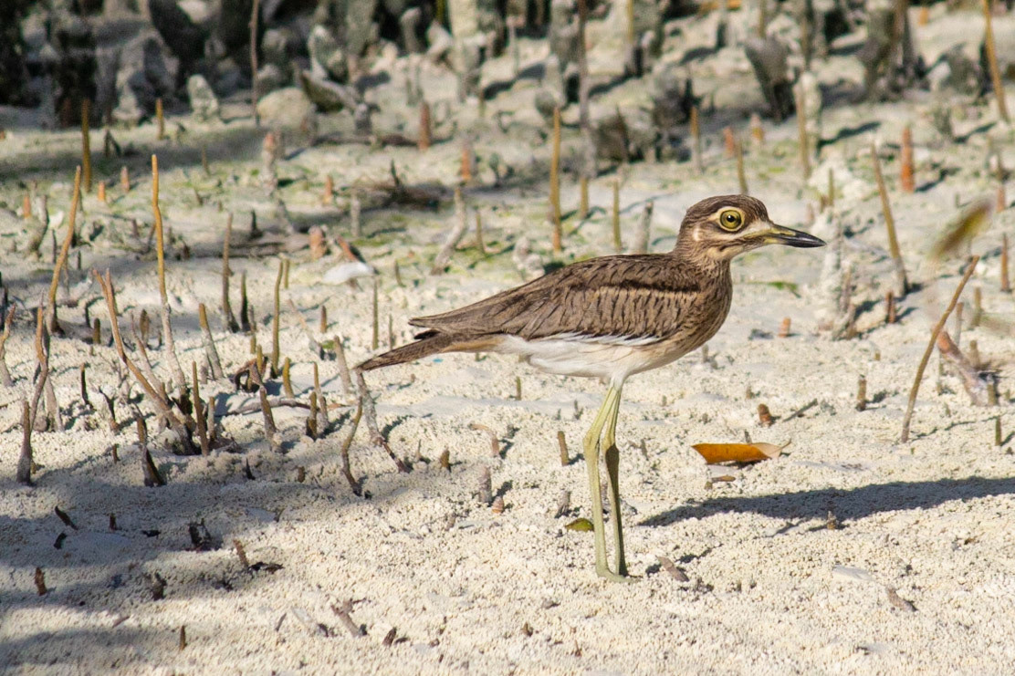 Burhinus vermiculatus