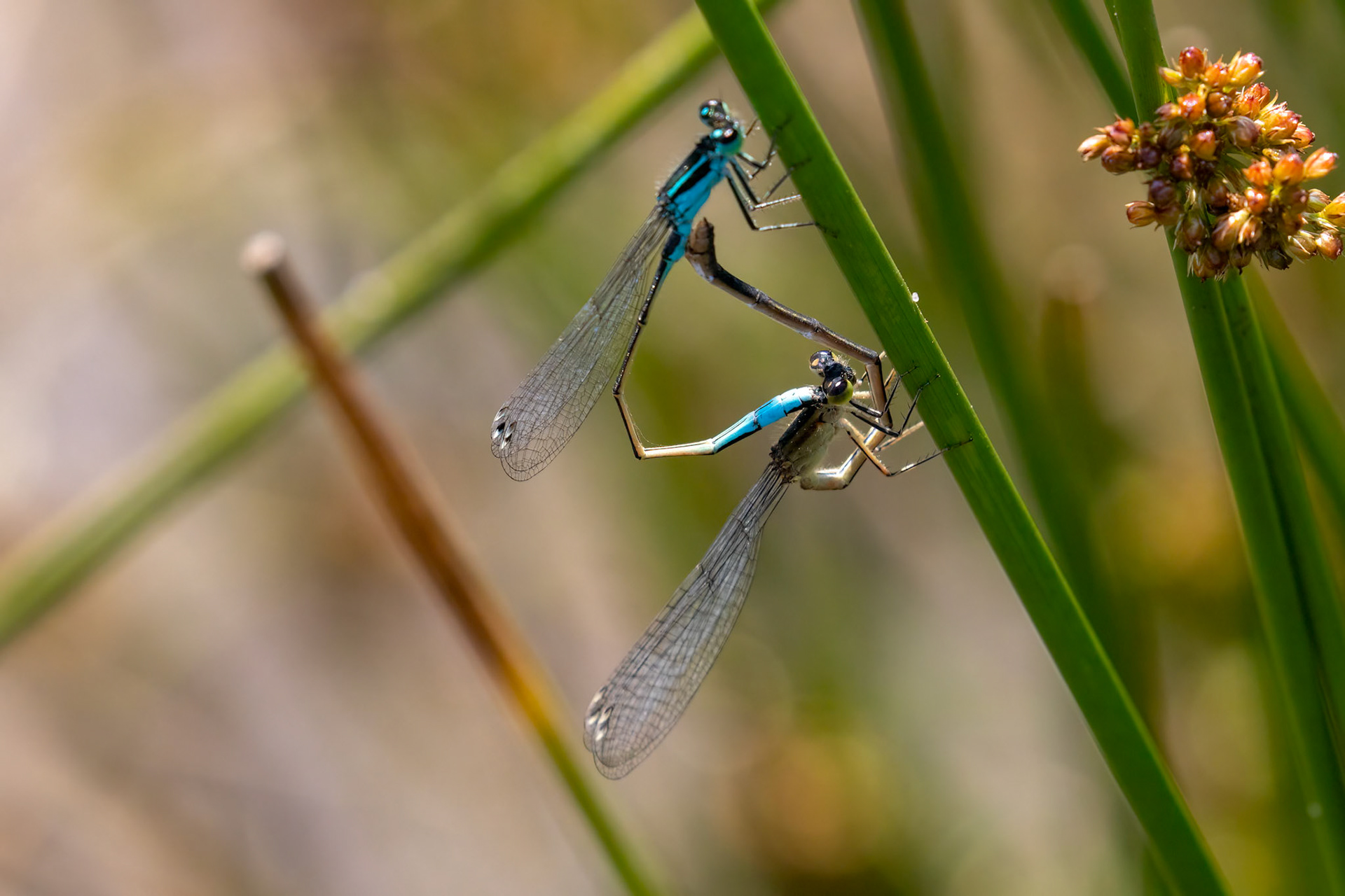 Ischnura elegans