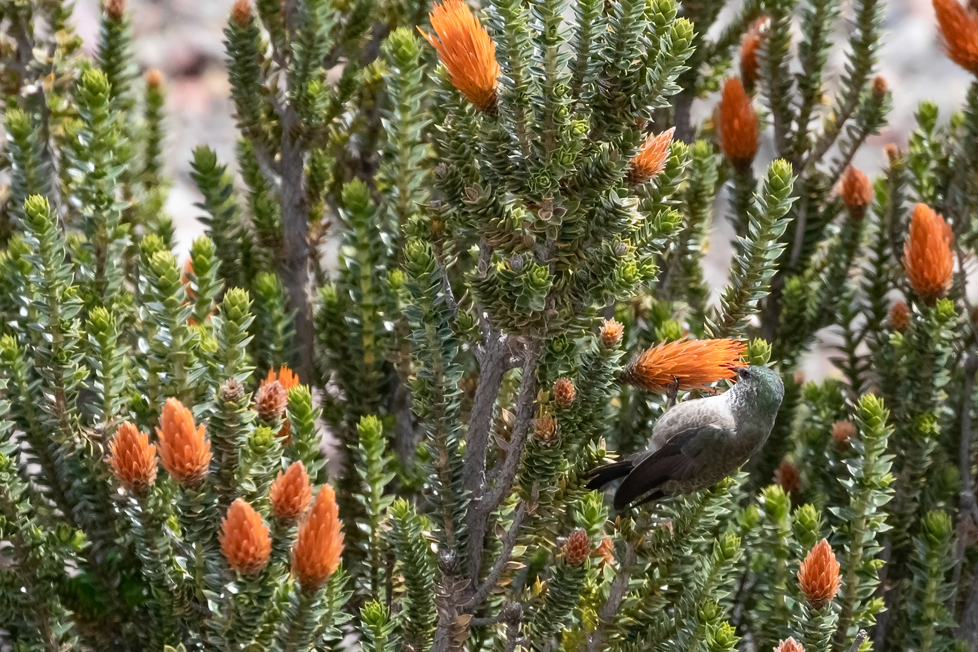 Oreotrochilus chimborazo (F)