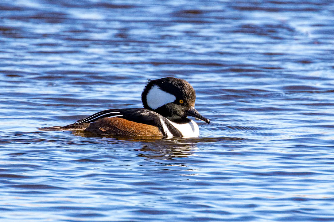 Lophodytes cucullatus