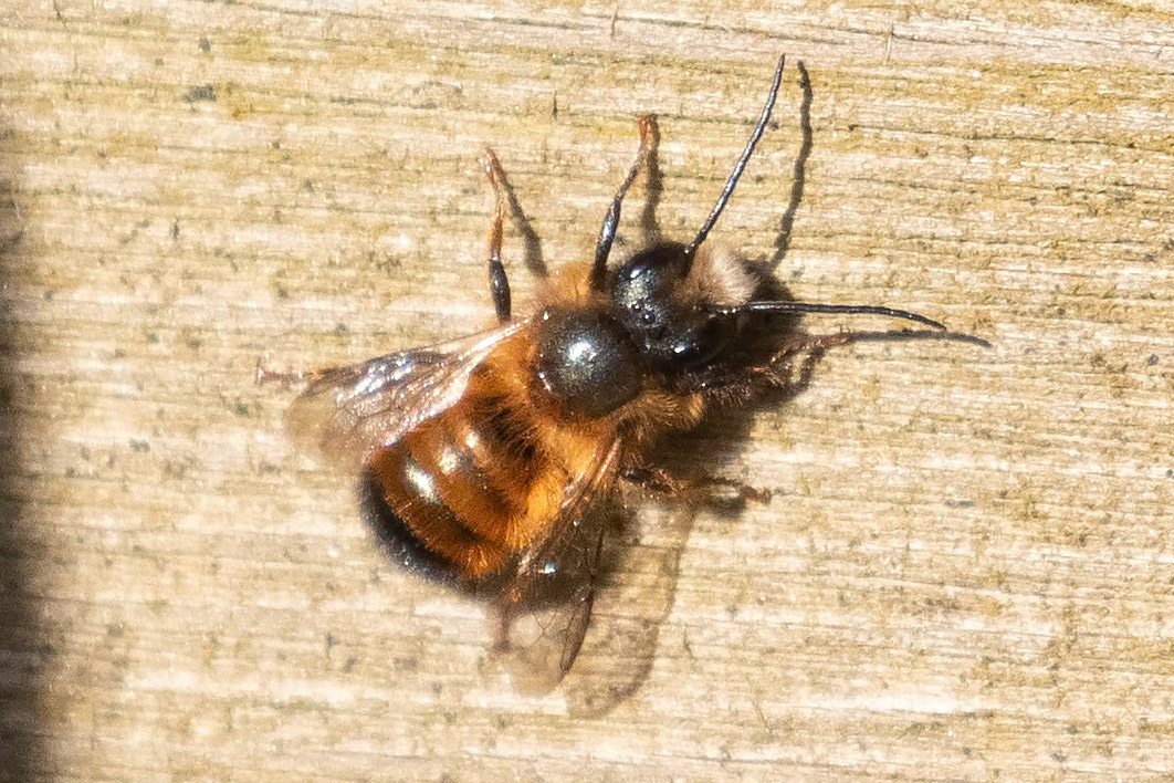 Osmia bicornis