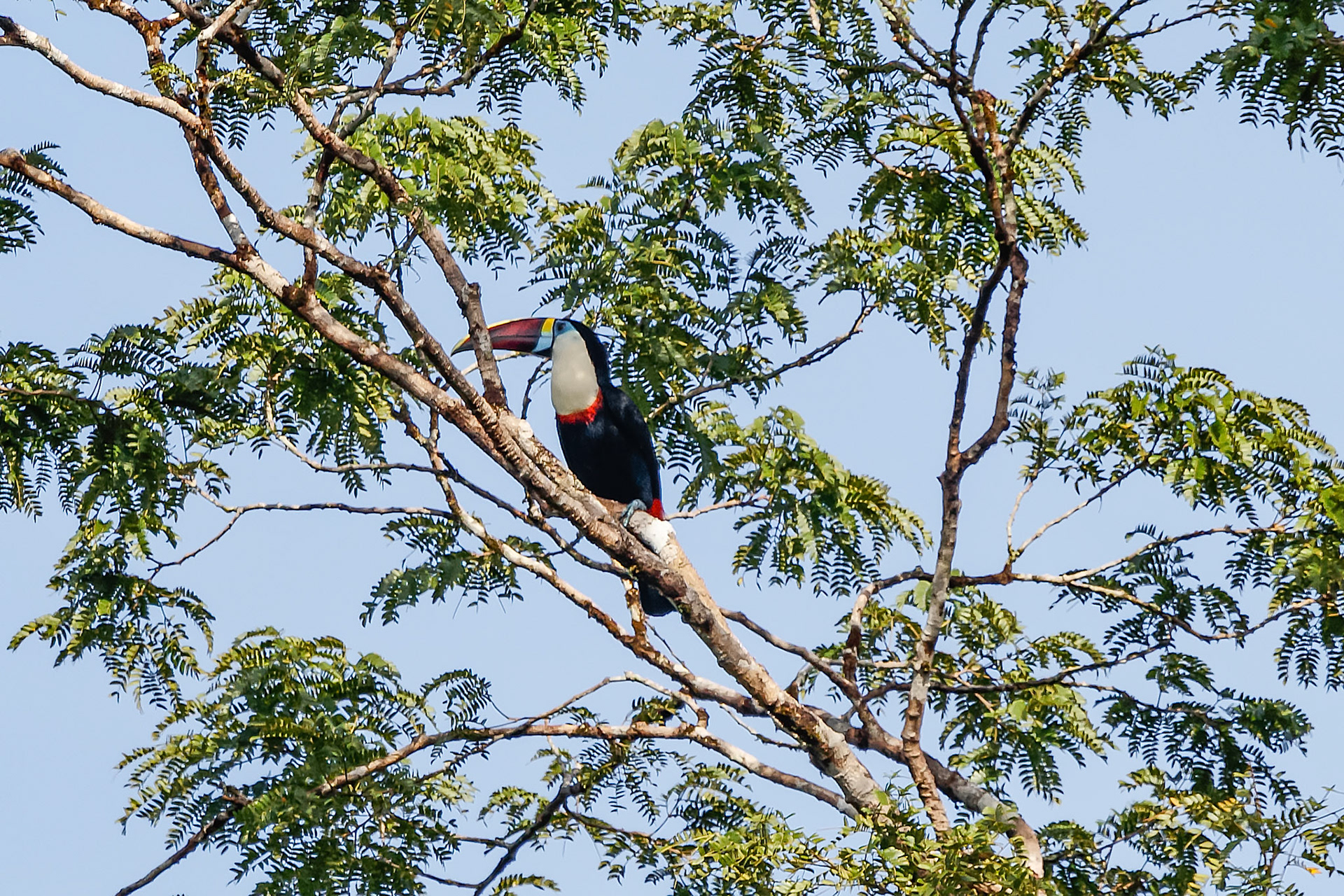 Ramphastos vitellinus culminatus