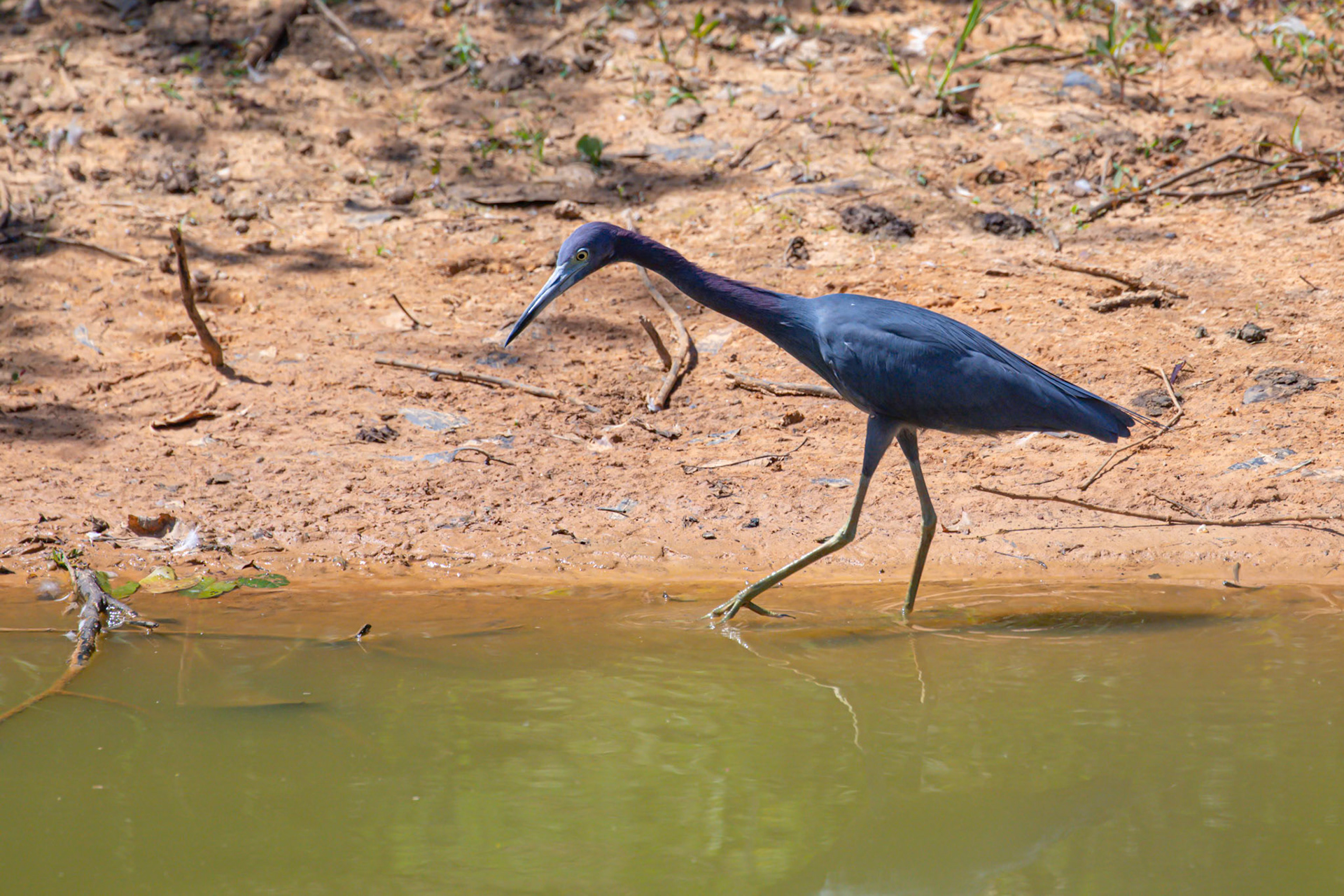 Egretta caerulea