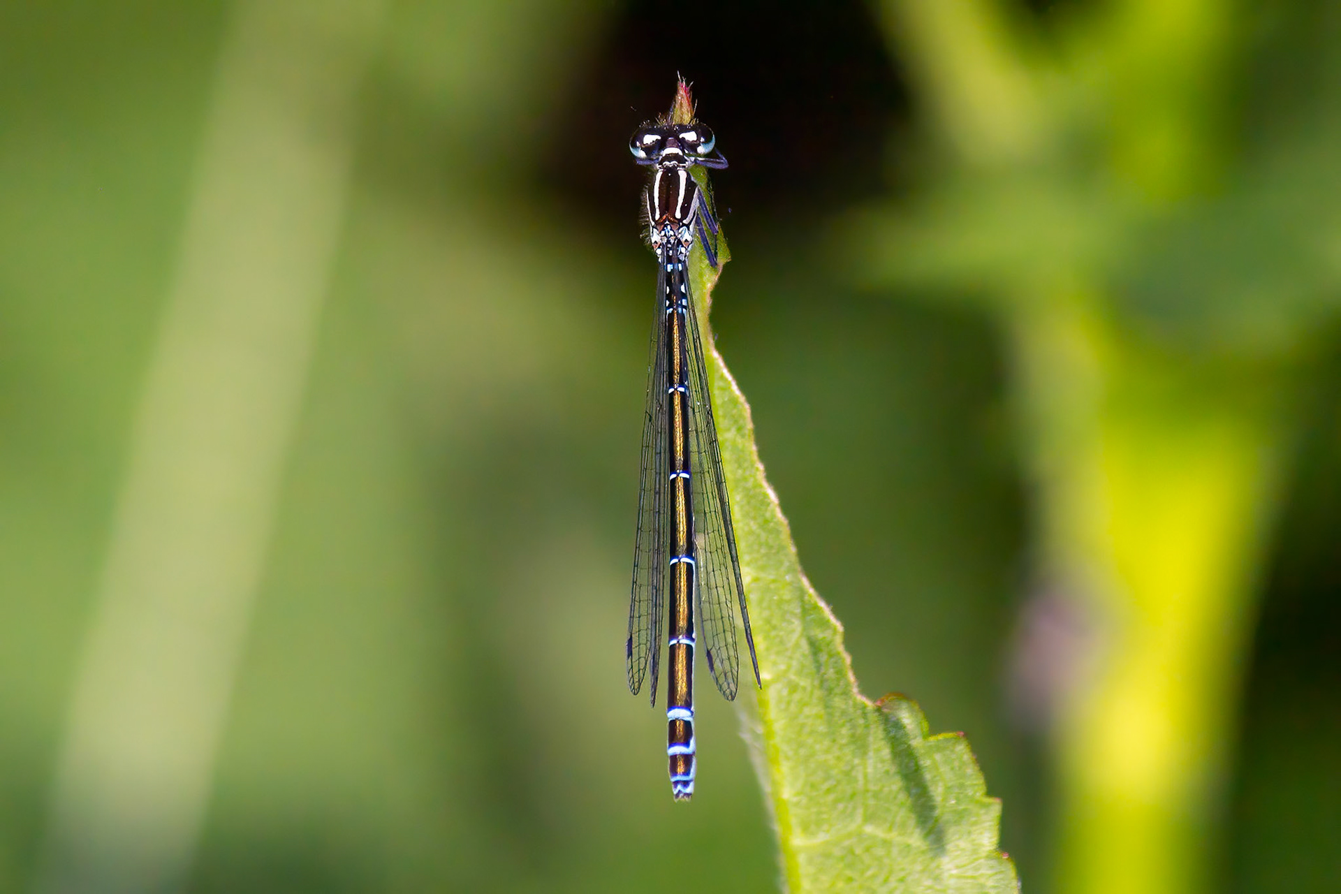 Coenagrion puella