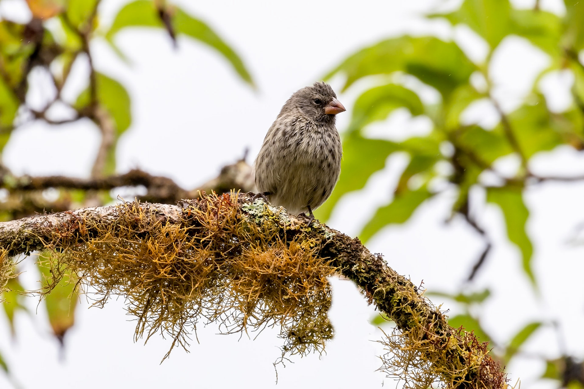 Camarhynchus parvulus (F)