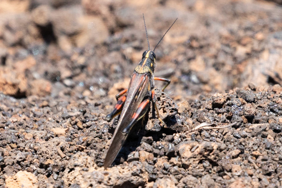 Schistocerca melanocera