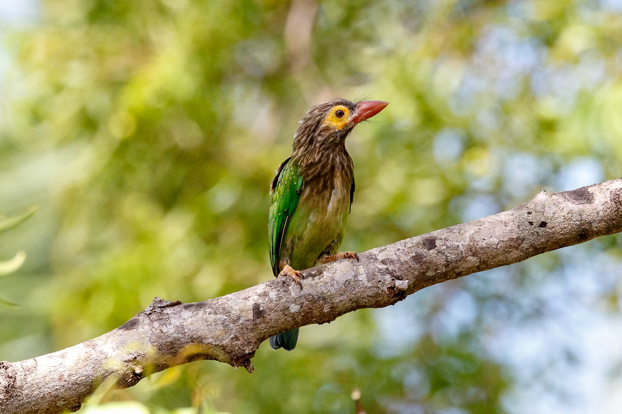 Psilopogon zeylanicus