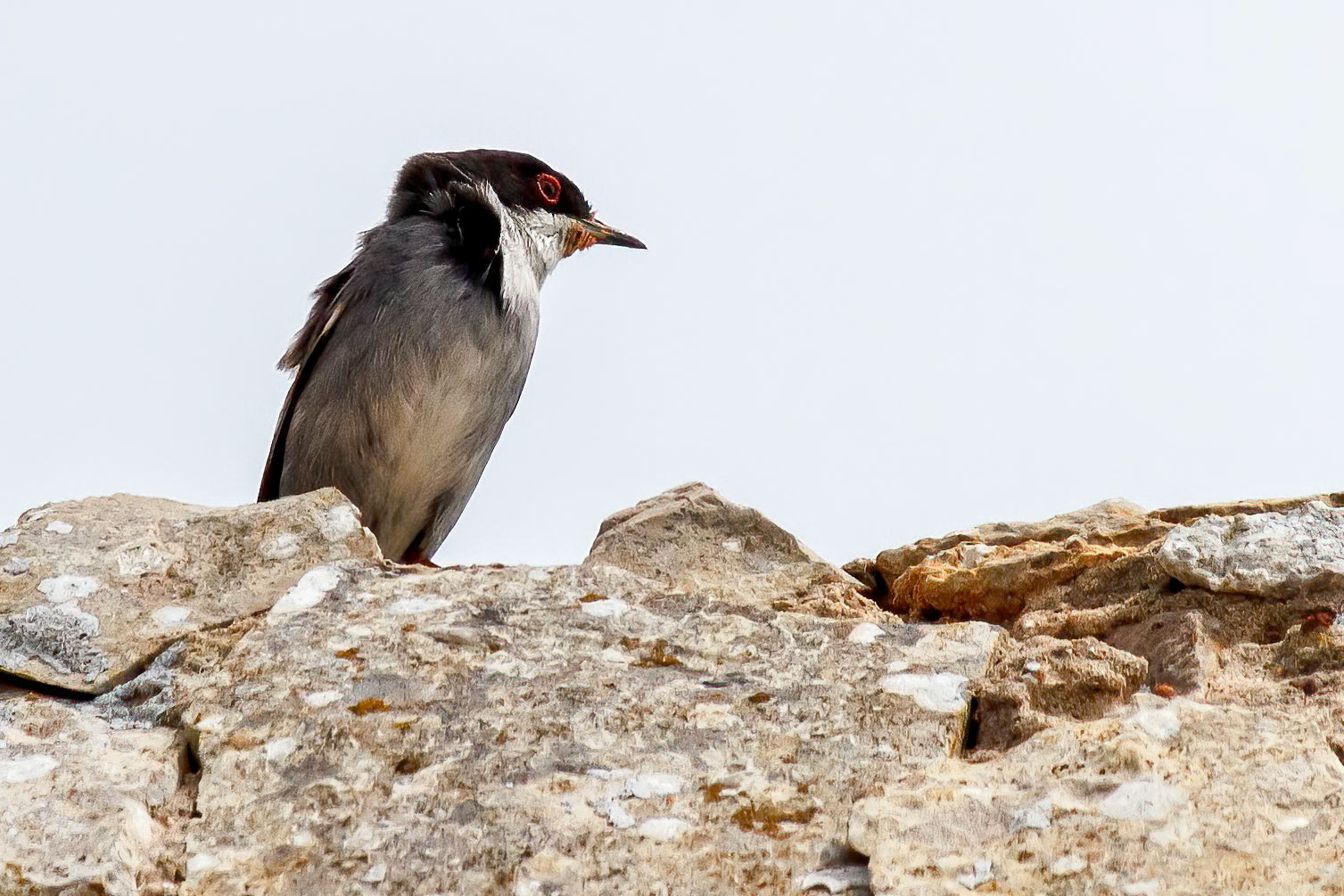 Curruca melanocephala