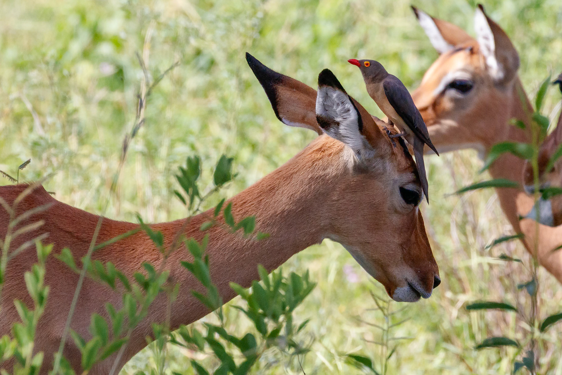 Buphagus erythrorynchus/ Aepyceros melampus