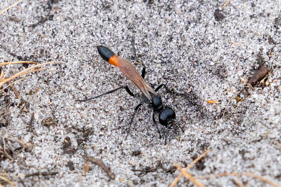 Ammophila sabulosa