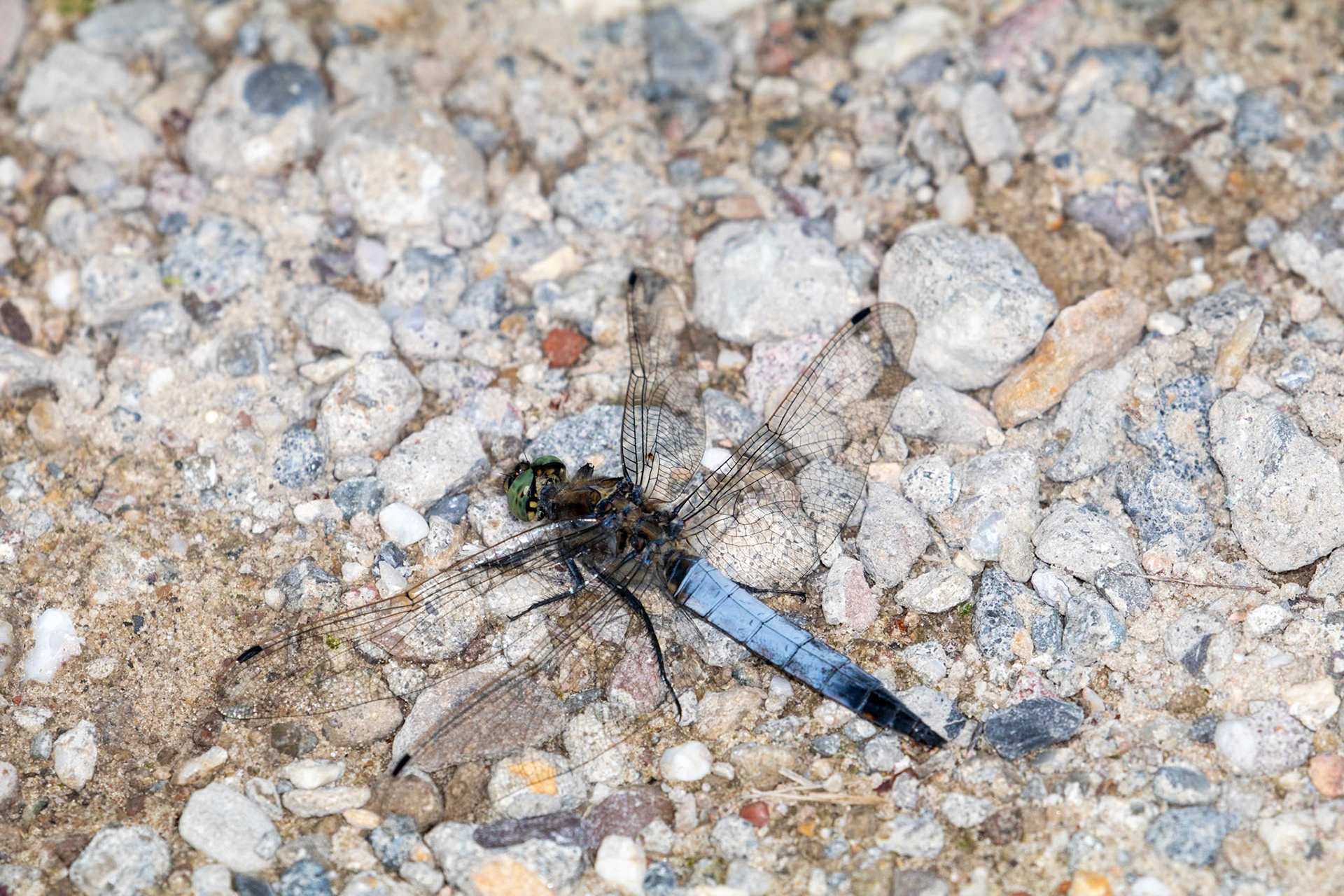 Orthetrum cancellatum