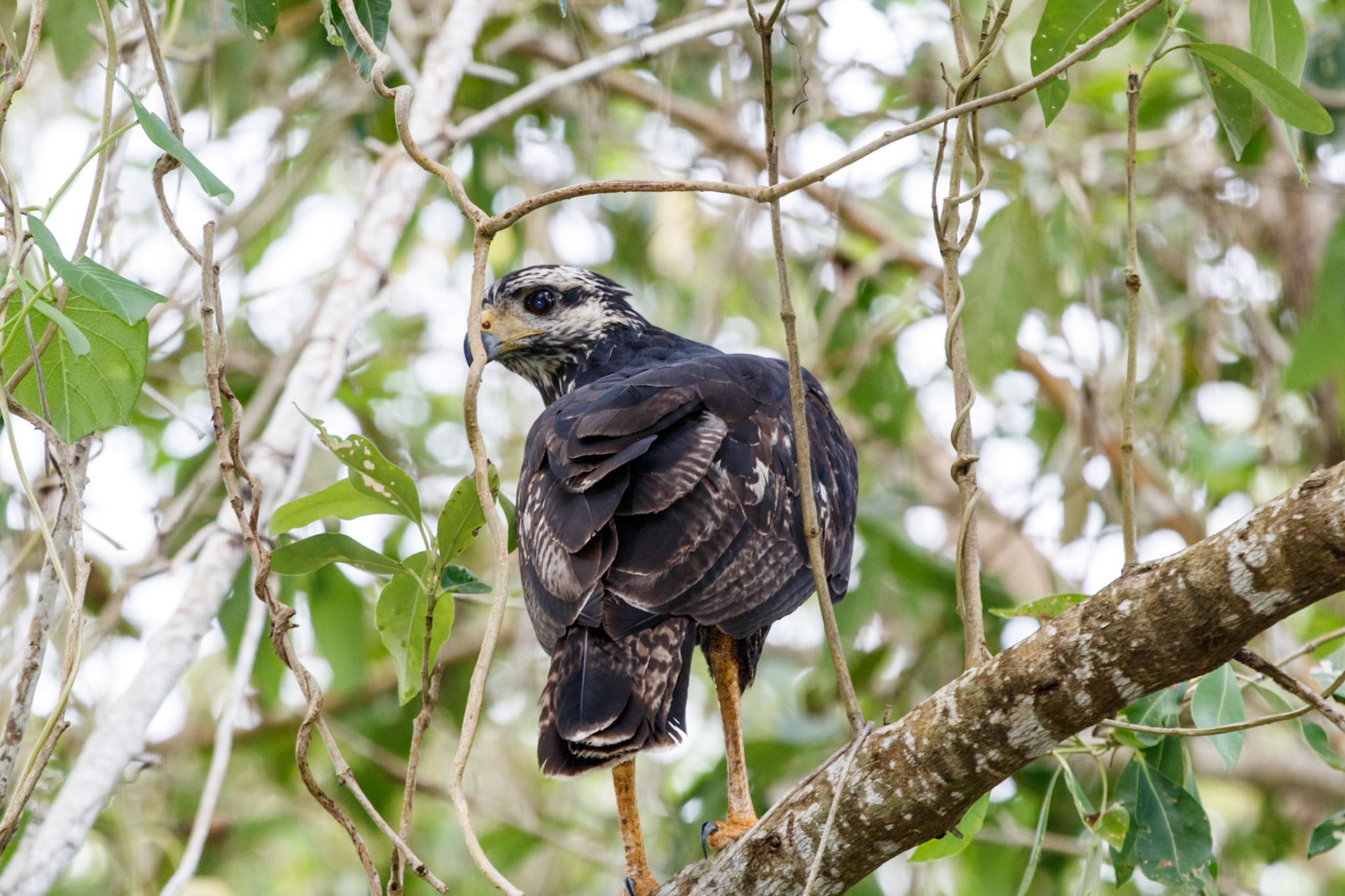 Buteogallus urubitinga (Juv)