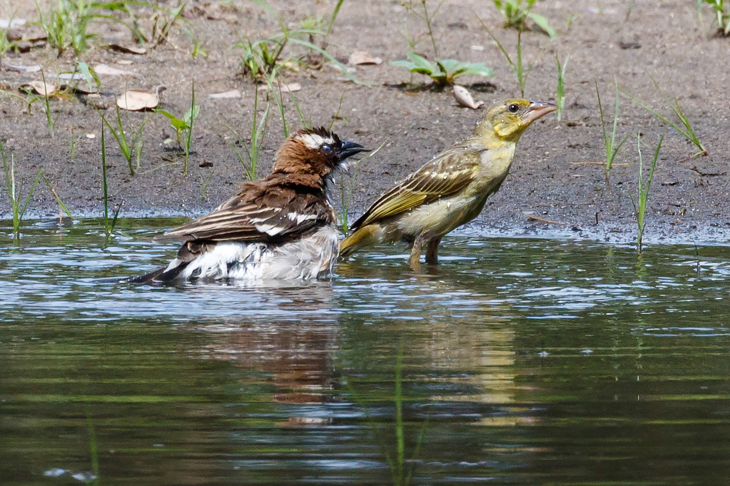 Plocepasser mahali + Ploceus cucullatus