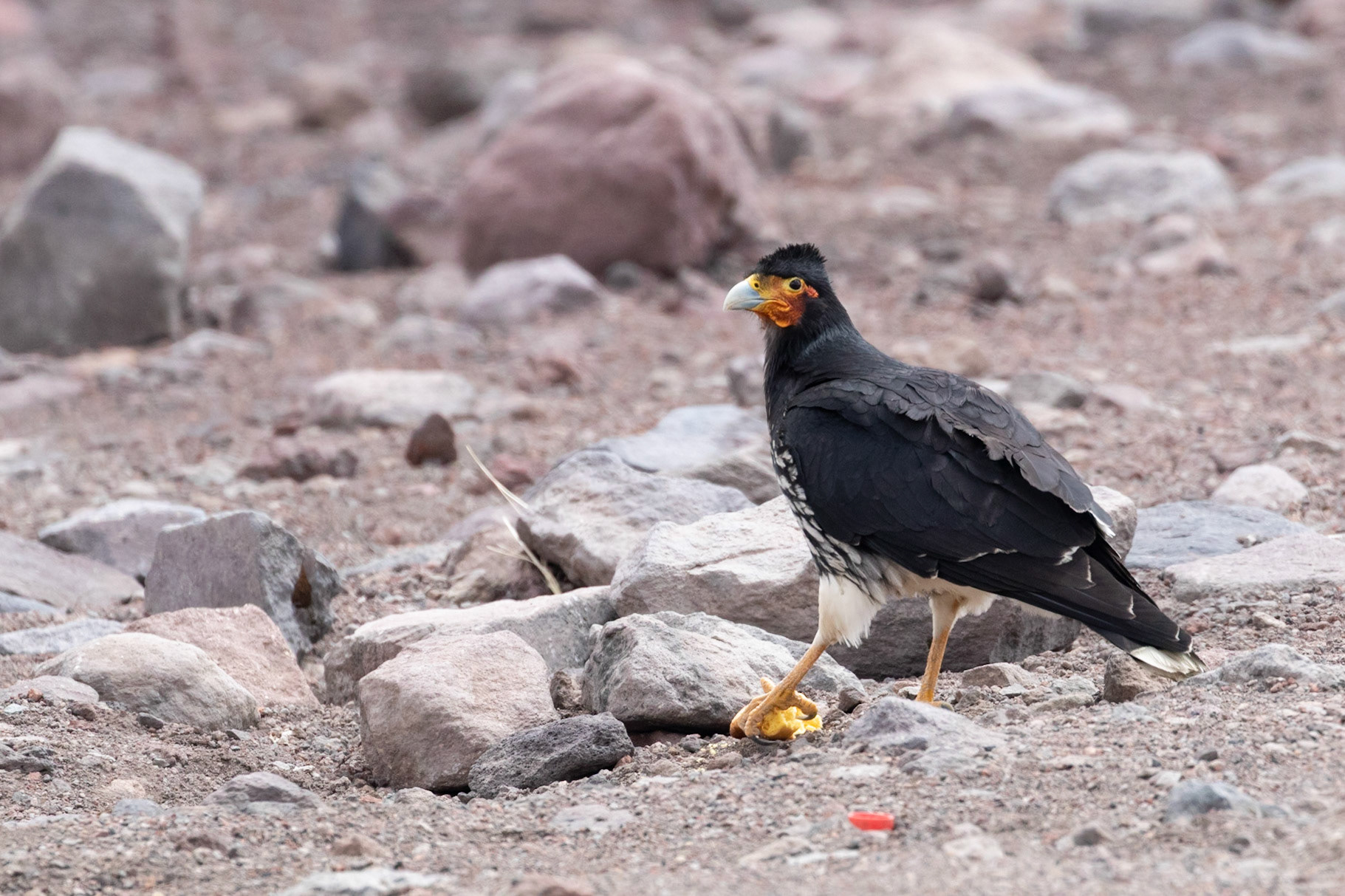Phalcoboenus carunculatus
