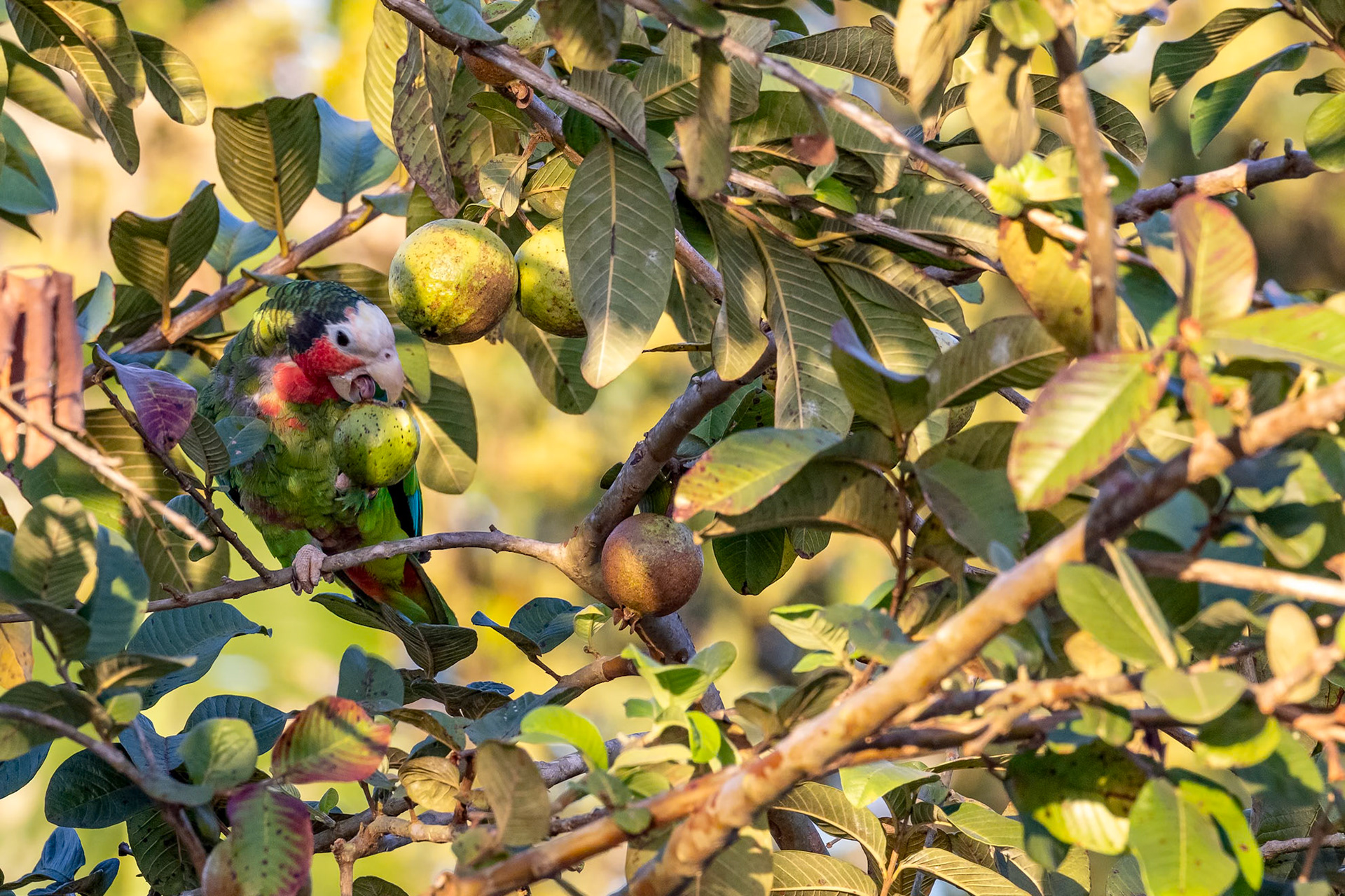 Amazona leucocephala