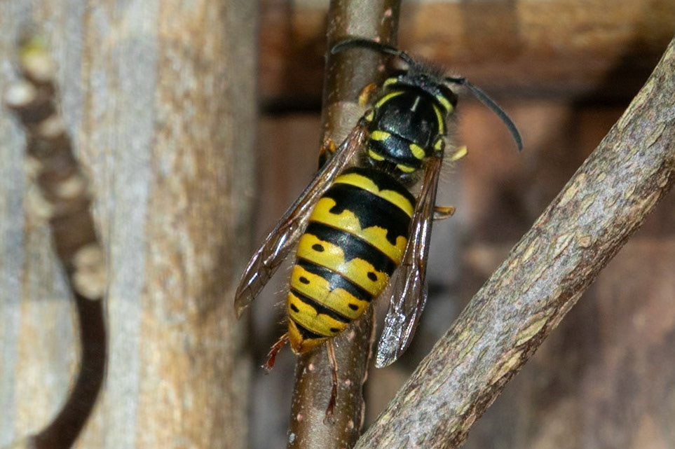 Vespula vulgaris