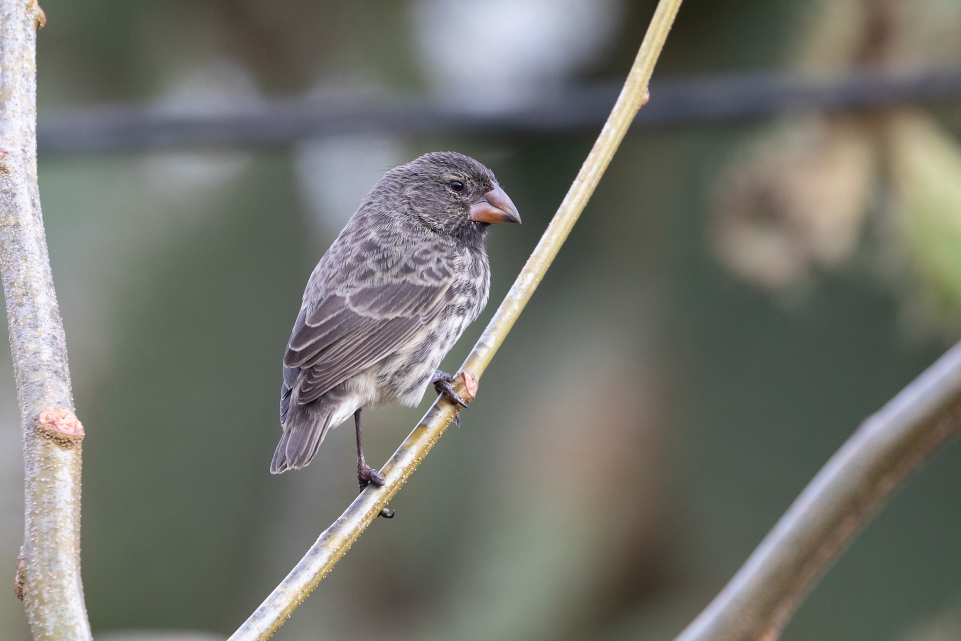 Geospiza fuliginosa