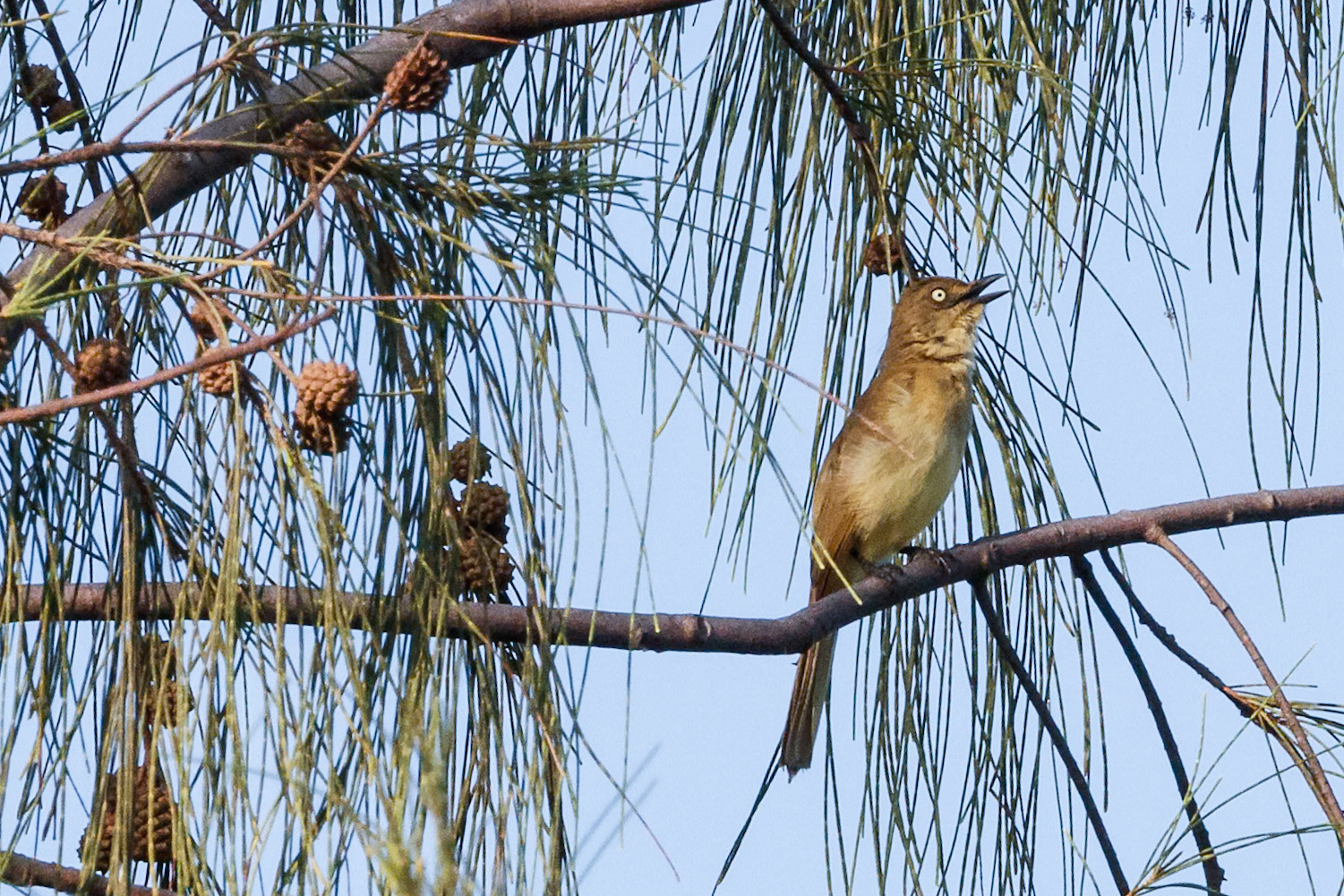 Andropadus importunus