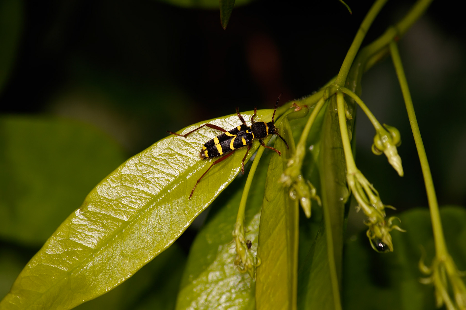 Clytus arietis