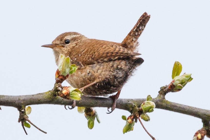 Troglodytes troglodytes