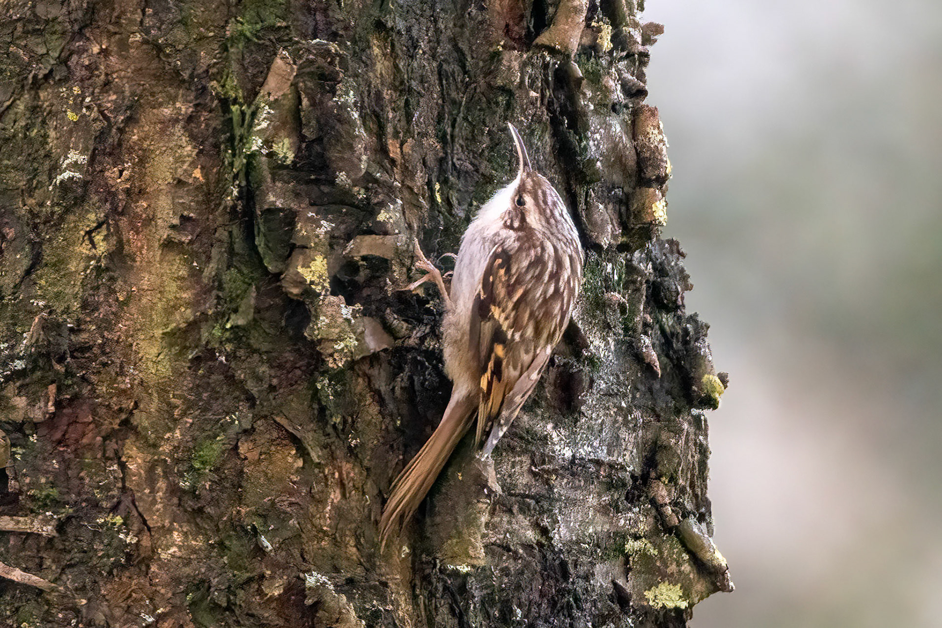 Certhia branchydactyla