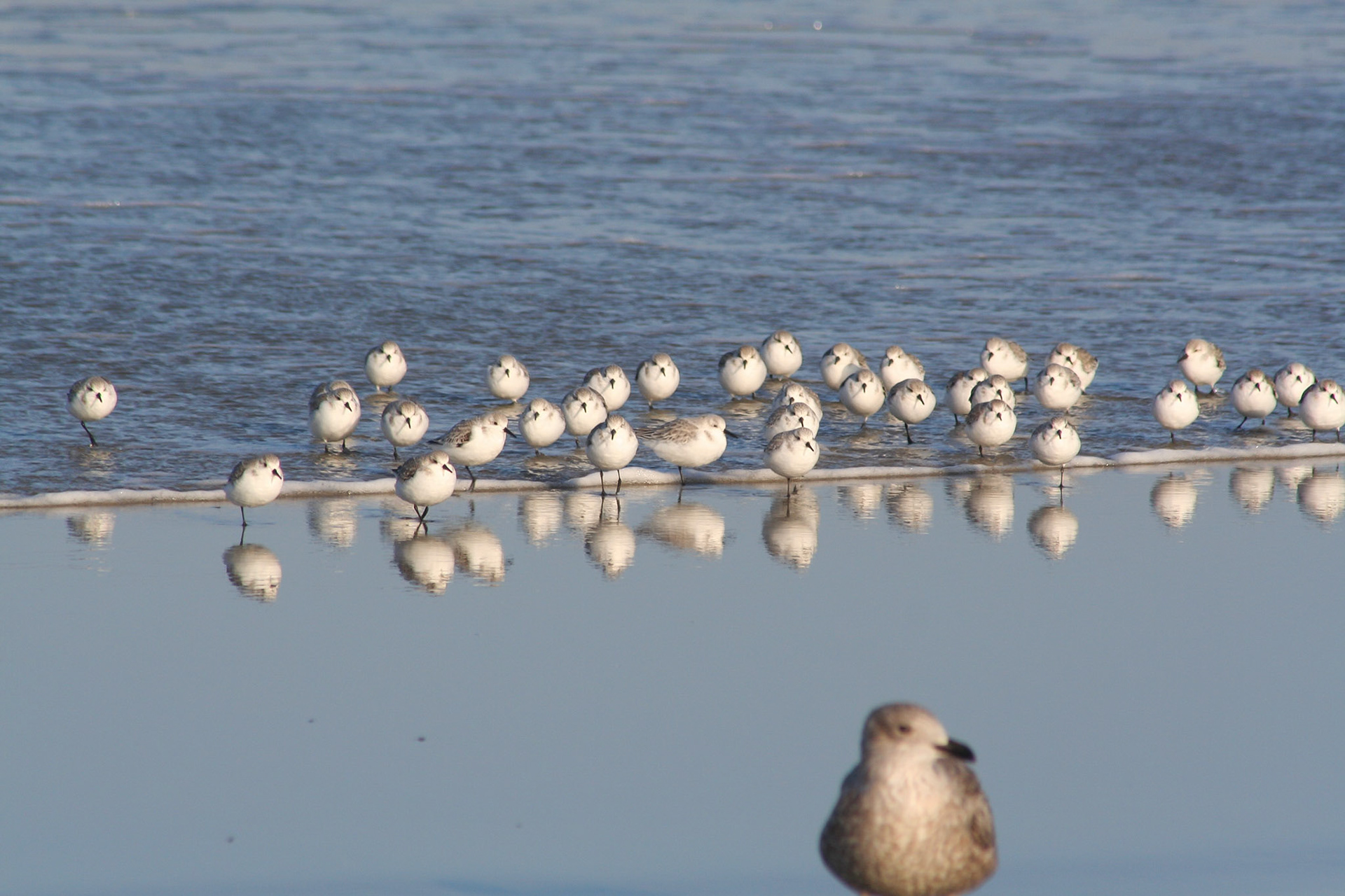 Calidris alba (winter)