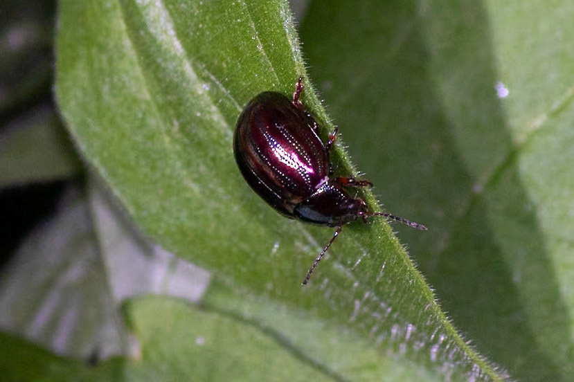 Chrysolina americana