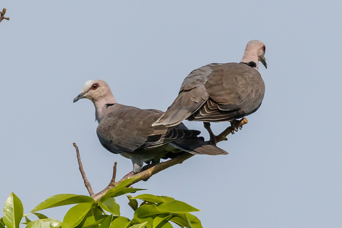 Streptopelia semitorquata