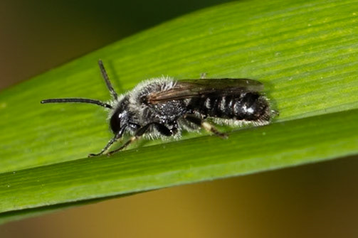Lasioglossum (Leuchalictus) spec.