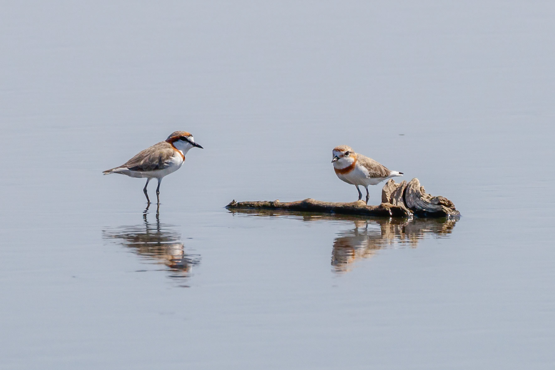 Anarhynchus pallidus