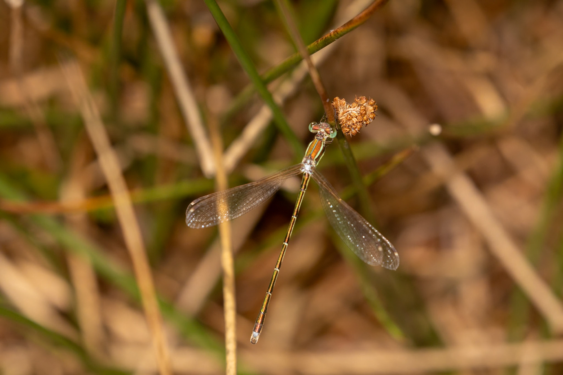 Lestes barbarus